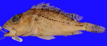 Media type: image; Ichthyology 160699